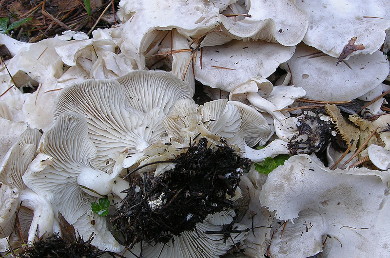 Nei boschi del mauretto..quando il gatto non c''�...